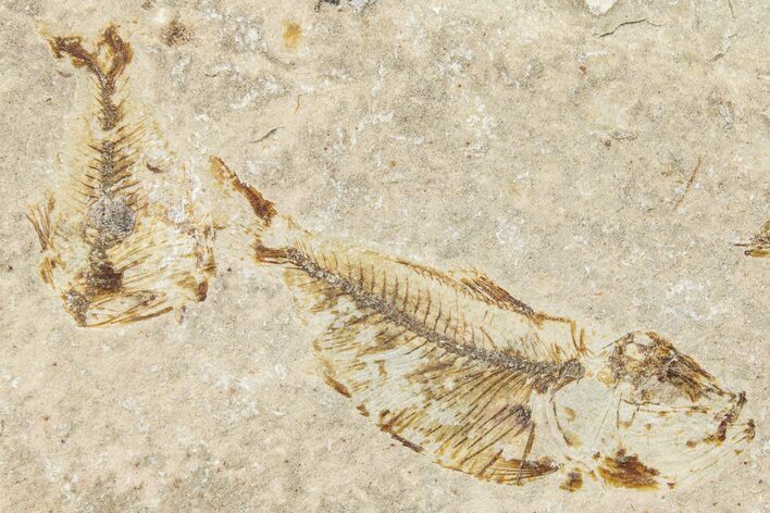 Two Cretaceous Fossil Fish Plate - Lebanon #248377